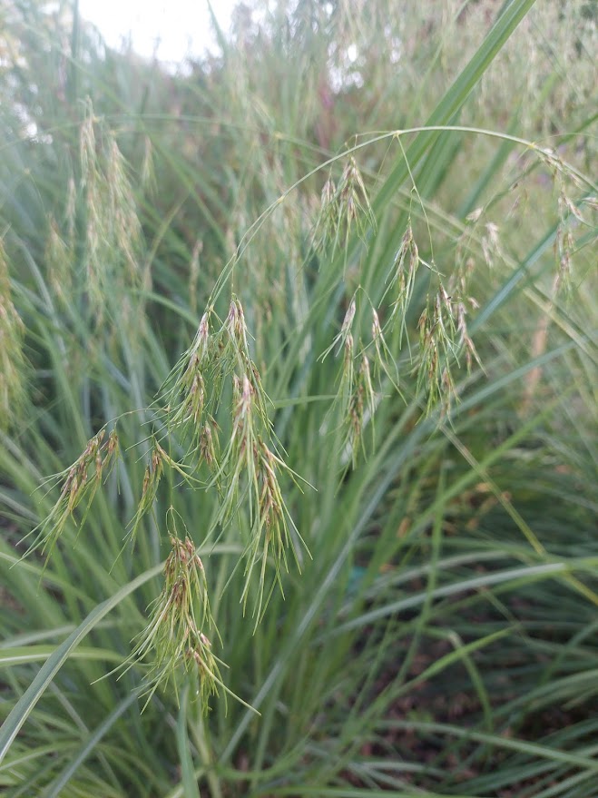 Nurmilauha (Deschampsia cespitos) 'Vivipara'