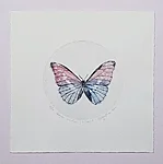 Morpho menelaus, kuivnõel, 29x29cm, 90€