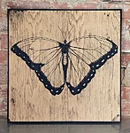 Morpho menelaus (ainueksemplar), 62x62cm, 600€