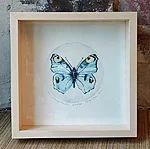 Päevapaabusilm, kuivnõel, 27x27cm, 95€