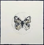 Päevapaabusilm, kuivnõel, 29x29cm, 90€