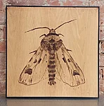 Põlluöölane / agrotis exclamationis (ainueksemplar), 62x61cm, 600€