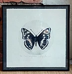Suur-kiirgliblikas, kuivnõel, 33x33cm, 115€