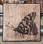 Ohakaliblikas/ vanessa cardui I (ainueksemplar), 43x43cm, 400€