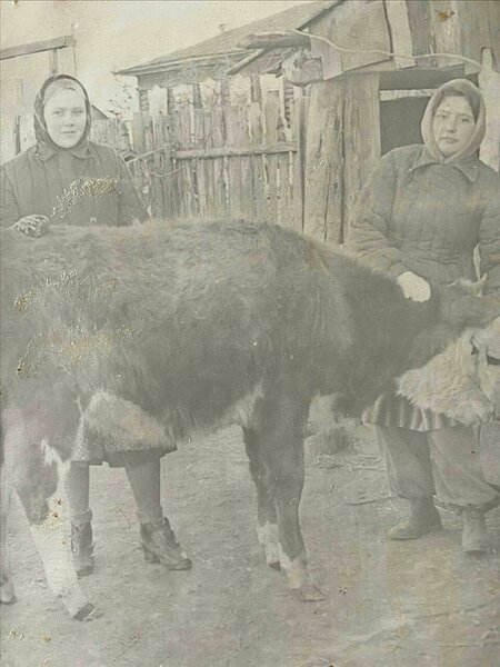 Mai Kivinõmm oma emal Marie Kivinõmmel abis vasikaid takistamas ja lehmi lüpsmas. Pildil oma sõbrannaga.