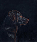 &quot;Observer&quot; Oil on panel, 38x44 cm. Although only 7 months old, this Labrador Retriever knows how to be dignified.