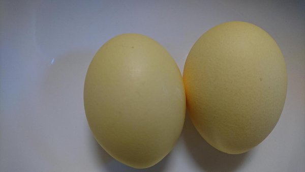 huevos de gallinas criadas al aire libre