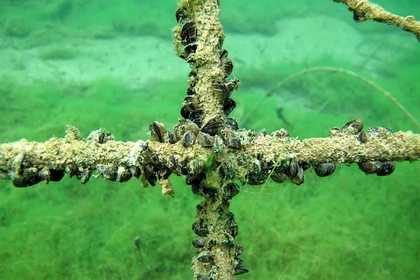 Dreissena polymorpha, photo from the Estonian Marine Institute
