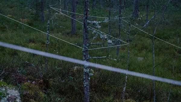Ievgeniia Kupchan, Lines.Life, 2025. Land art performance, digital photography. Loviisa, Finland