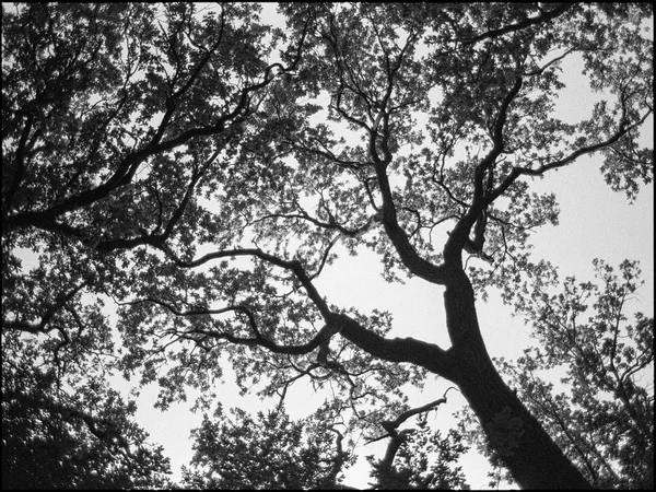 Mykyta Bezus, Beresteiskyi Park, 2025. Analogue photography. Kyiv, Ukraine
