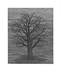 Old Tree _ Linocut _ 45 x 55 cm _ 2019 PrintRun/50