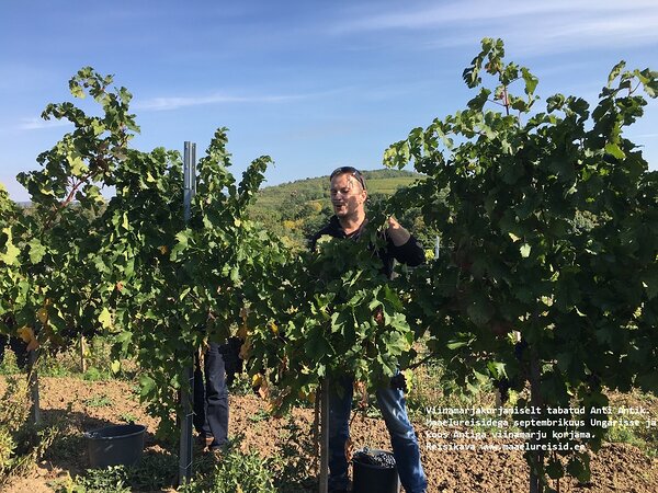 Maaelureisidega septembrikuus Ungarisse viinamarju korjama - meid ootab Anti Antik - ungari kuulsaim eestlane