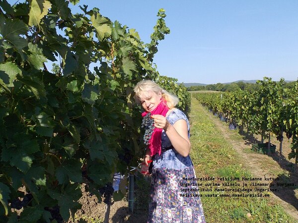 Maaelureisidega septembrikuus Ungarisse viinamarju korjama