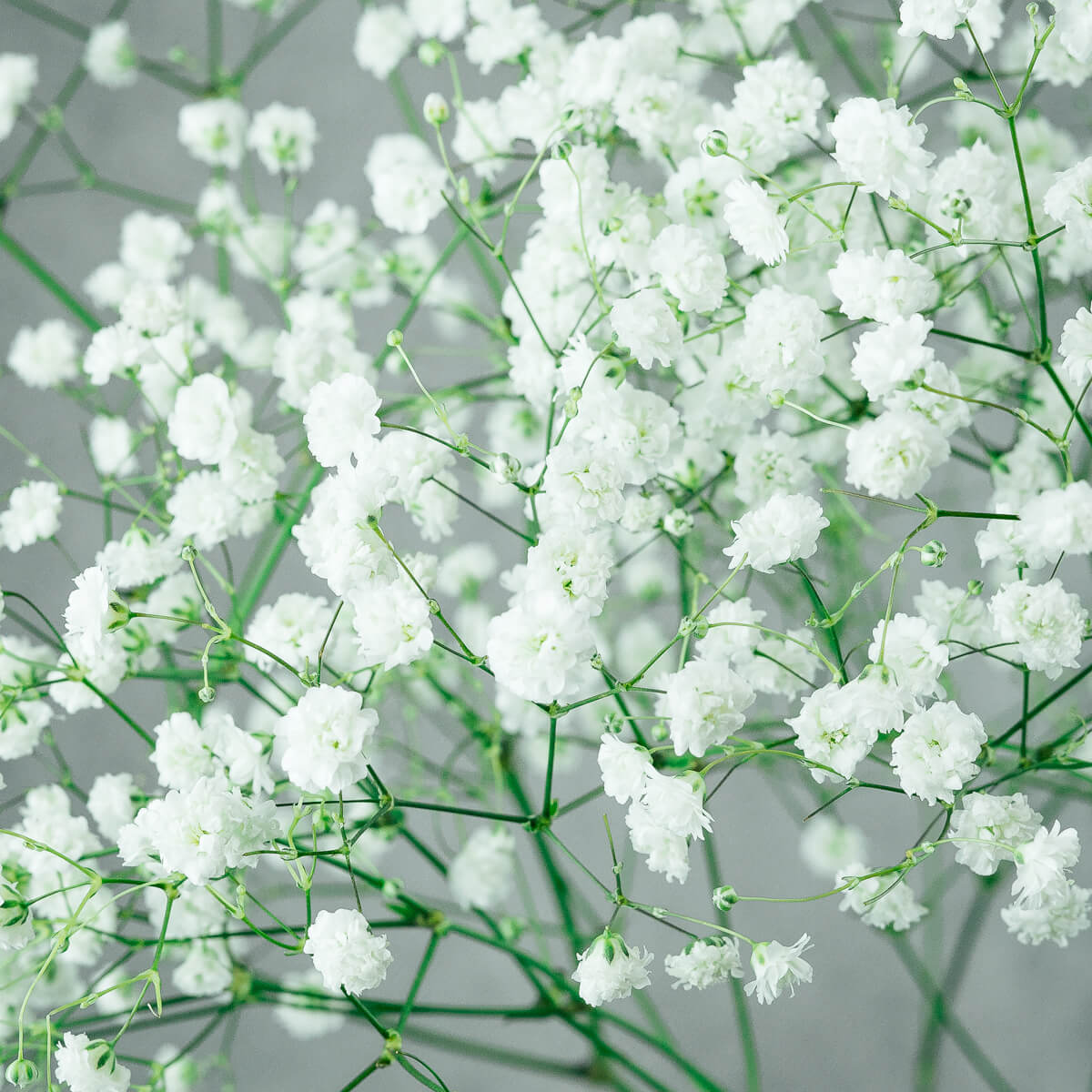 KIPSLILL 5.00€ | Lillerand e-pood | Lille- ja disainistuudio Haapsalus