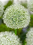 White Giant