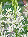 Camassia Alba