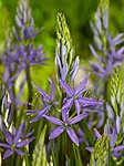 Camassia Leichtlinii Caerulea