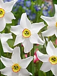 Poeticus recurvus Pheasant Eye