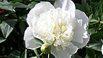 Saaremaa Pojengid - DUCHESSE DE NEMOURS