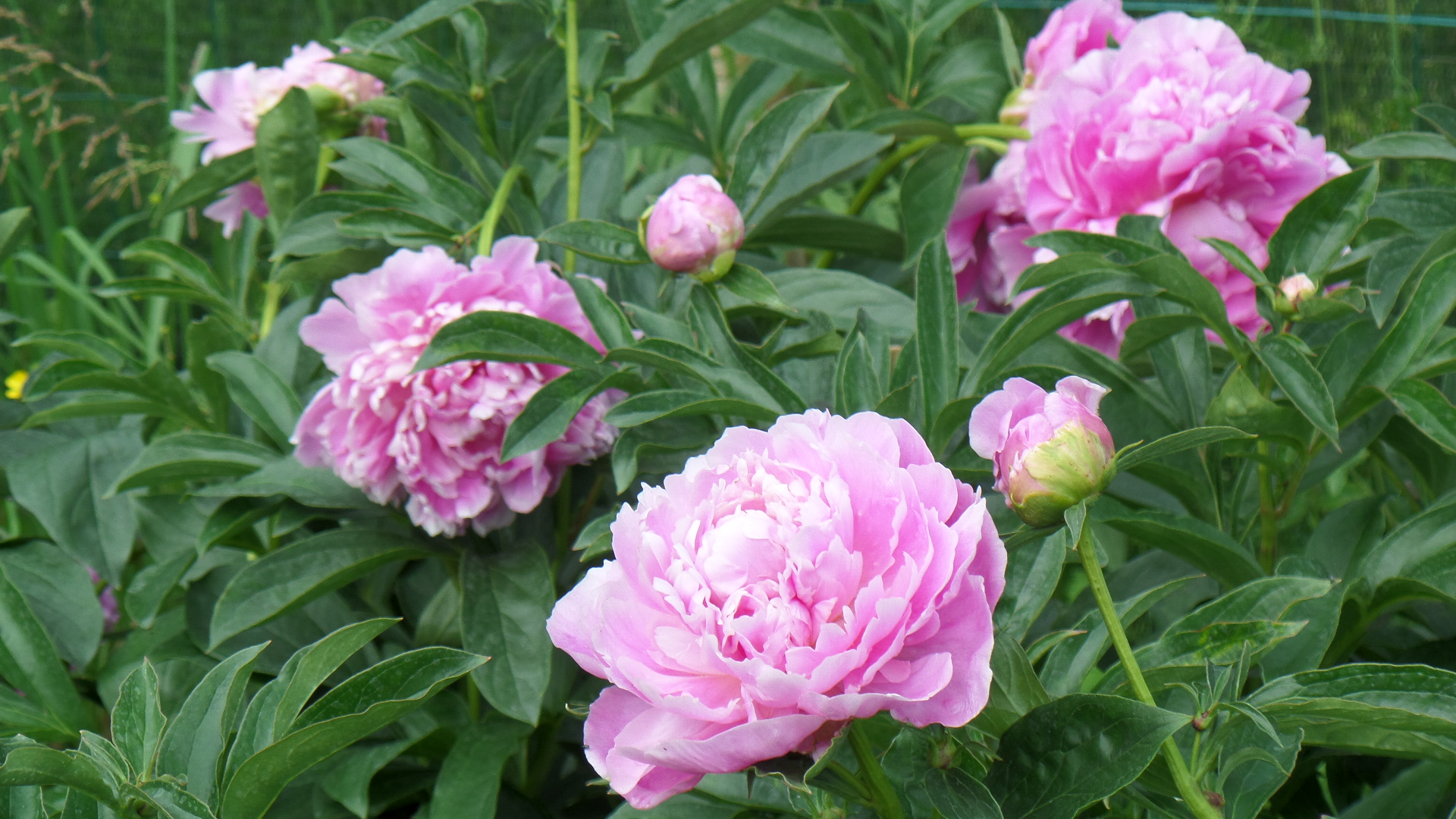 Jacorma Saaremaa Puukool Saaremaa Pojengid Saaremaa Peony Nursery