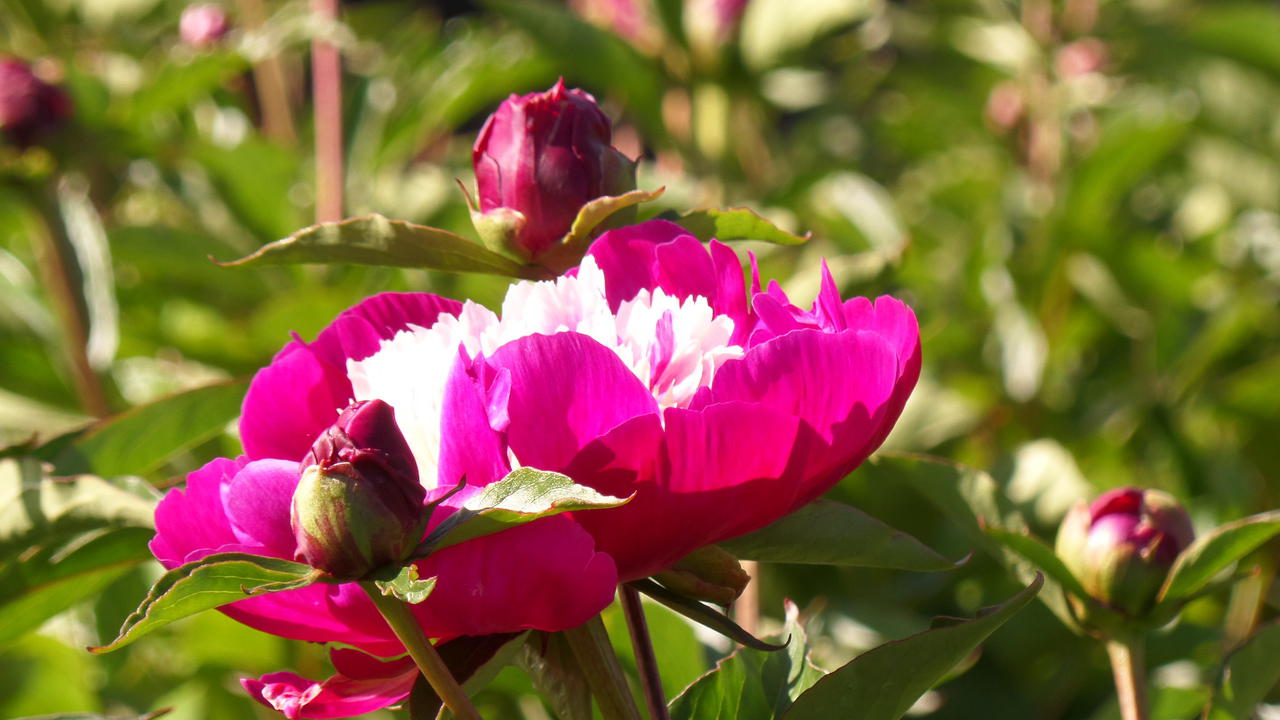 Pojengid Saaremaa Puukool Peony Nursery And Show Garden