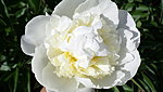 Saaremaa Pojengid - DUCHESSE DE NEMOURS