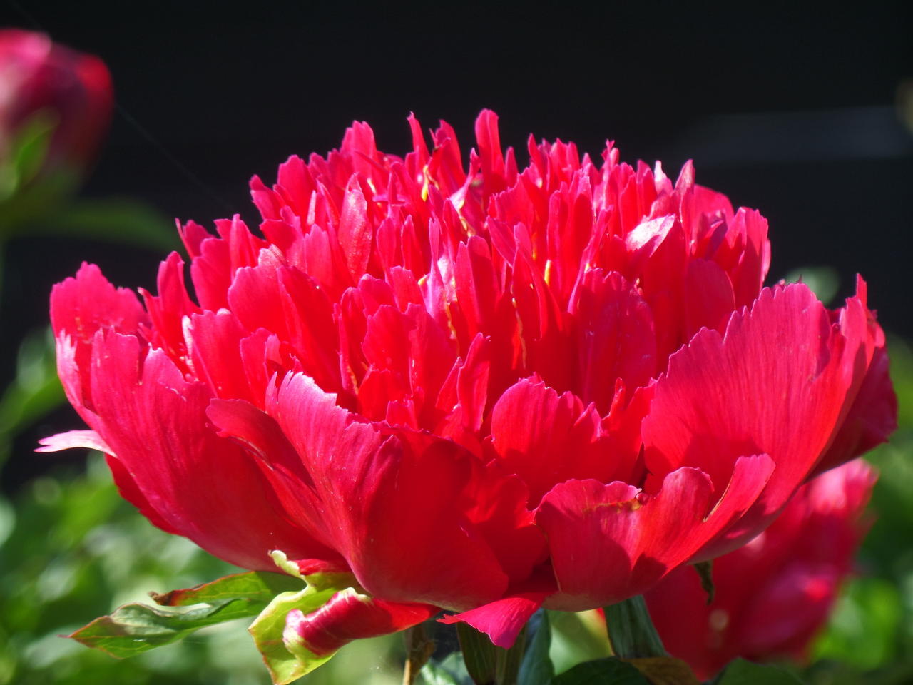 Many Happy Returns - Saaremaa Puukool - Peony Nursery and Show Garden