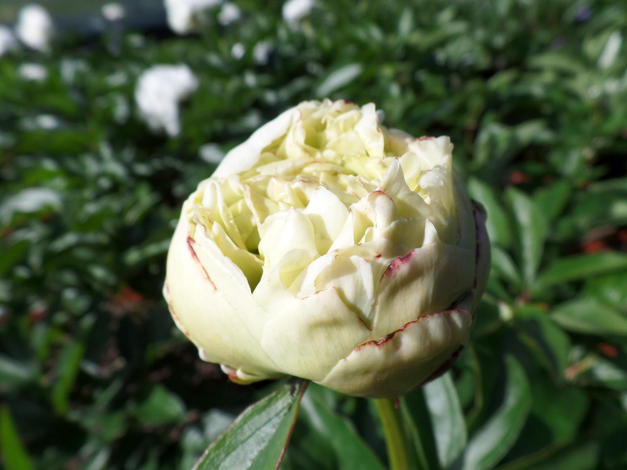 Class Act Saaremaa Puukool Saaremaa Pojengid Saaremaa Peony