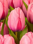 PINK IMPRESSION