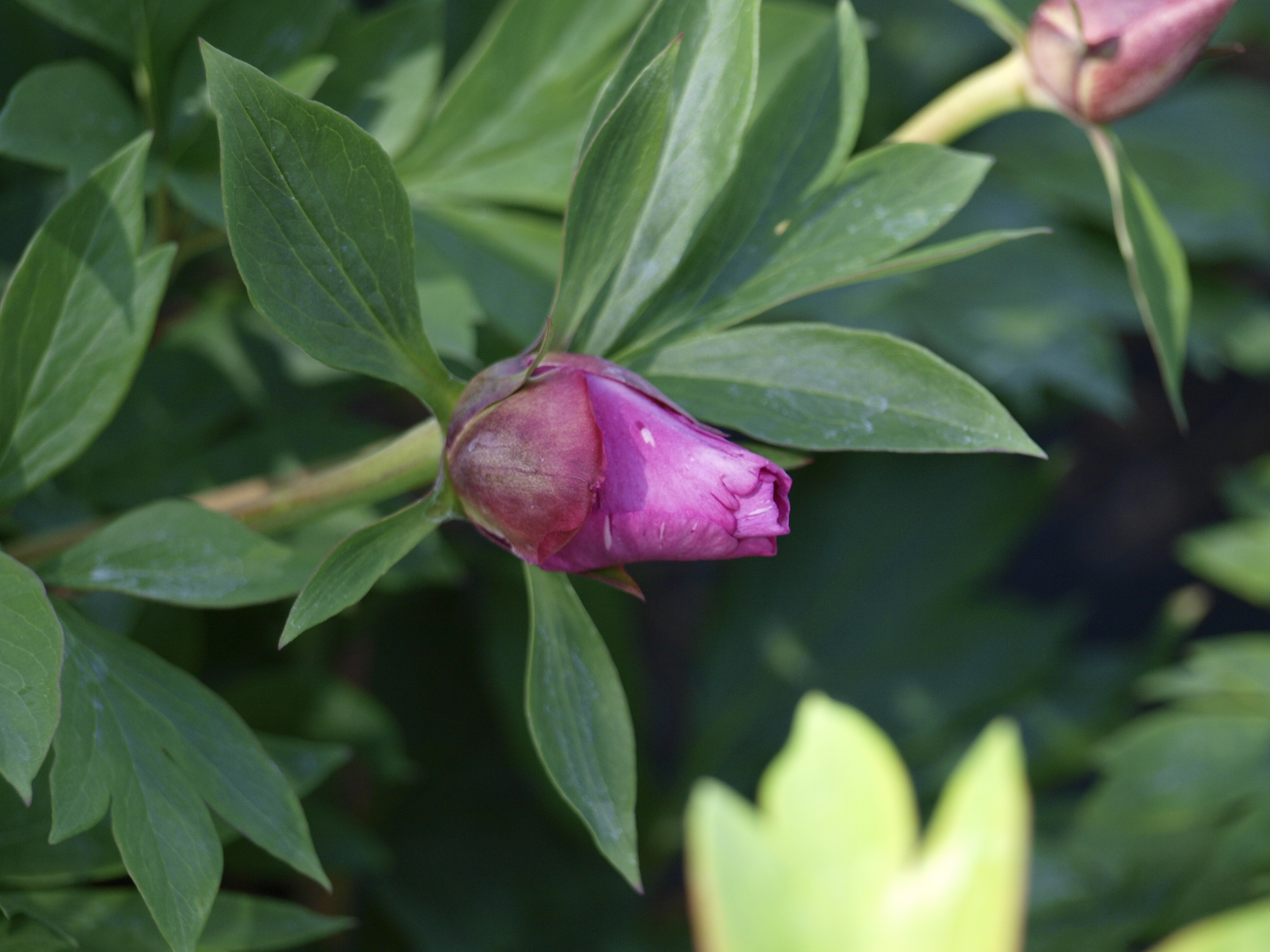 UUS! itoh Sonoma Amethyst - Saaremaa Pojengid & Puukool