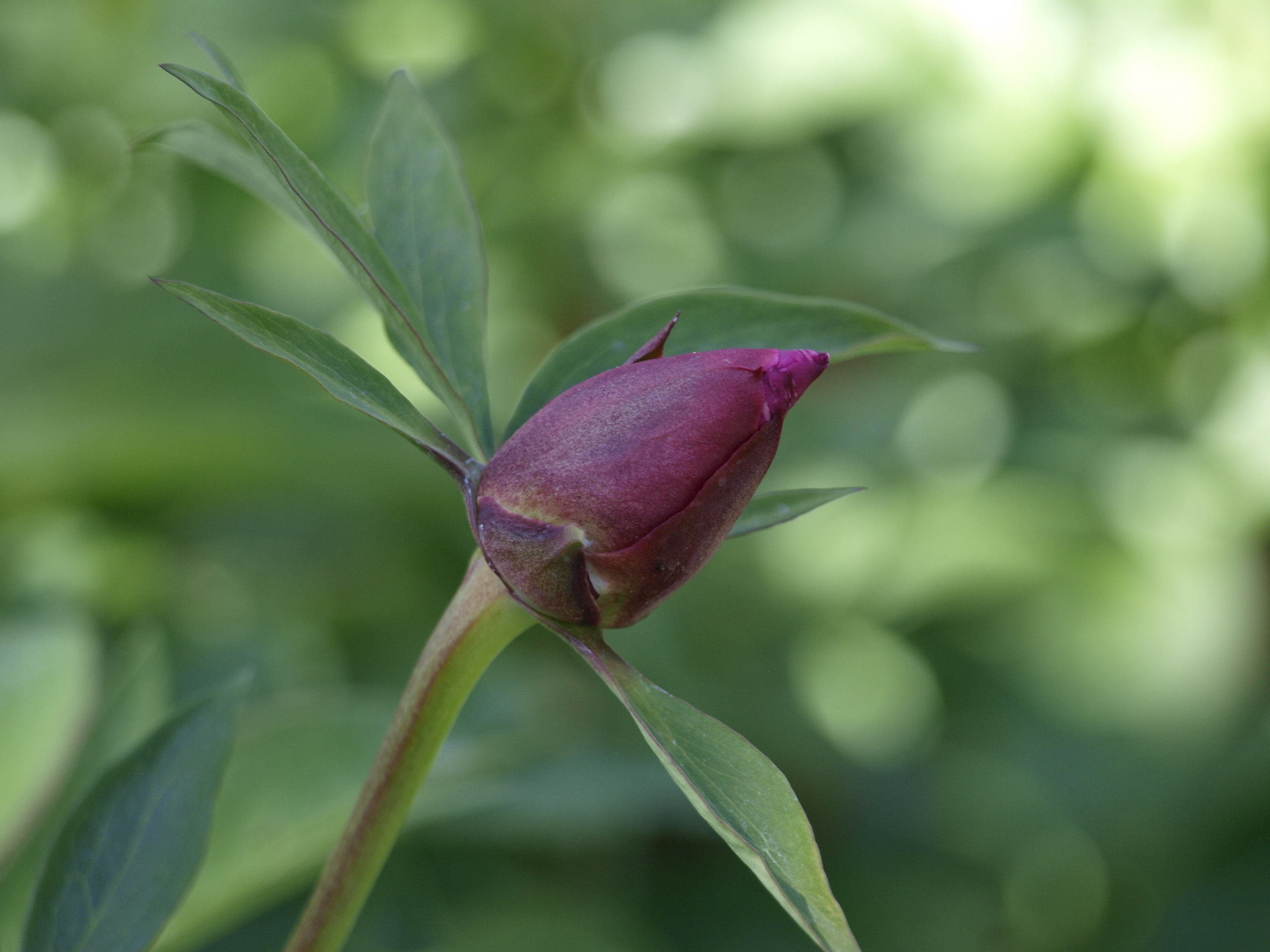 UUS! itoh Sonoma Amethyst - Saaremaa Pojengid & Puukool
