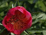 Saaremaa Pojengid FLAME