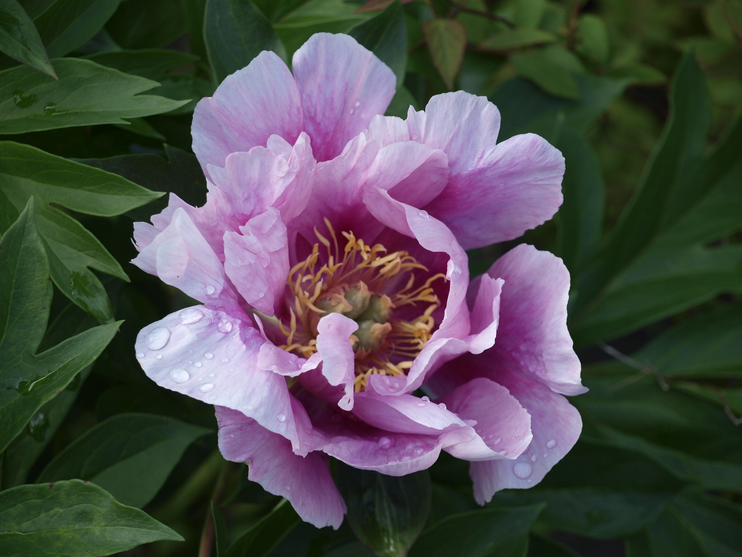 UUS! itoh Norwegian Blush - Saaremaa Pojengid & Puukool