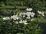 Saaremaa Pojengid - KRINKLED WHITE