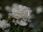 Saaremaa Pojengid - SHIRLEY TEMPLE
