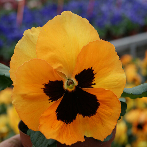 Inspire orange blotch