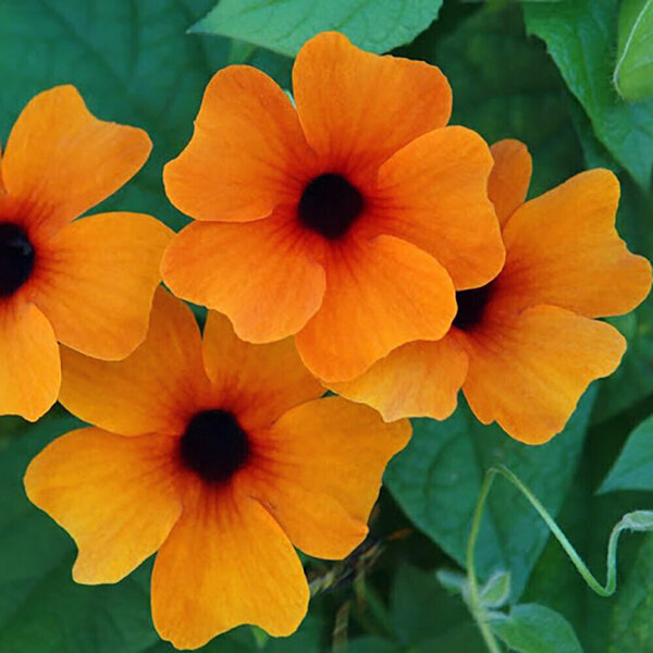 Red orange