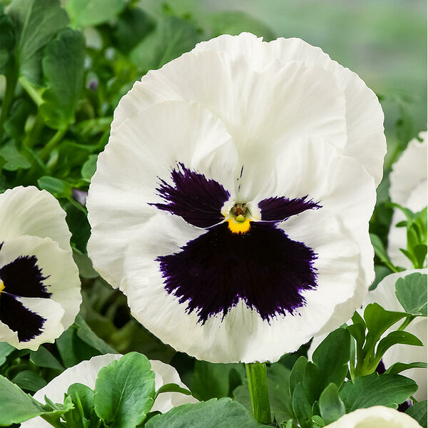 Select white blotch