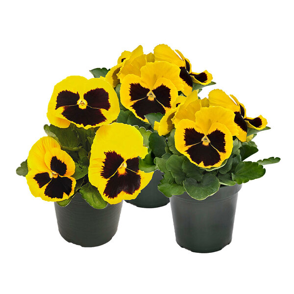 Viola wittrockiana inspire yellow blotch