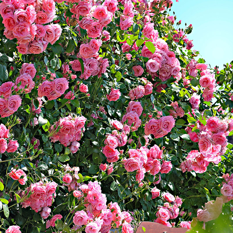 Роза плетистая корал доун фото описание