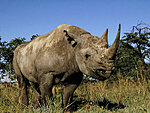 Must ninasarvik - black rhino