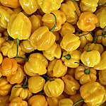 Kollane habanero pipar