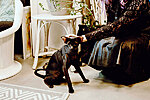 Katrin Kelpmani näituse &quot;Kas ka minu elu kuulub mu kassi 9 sekka?&quot; avamine R galeriis Foto: Eesi Raa
