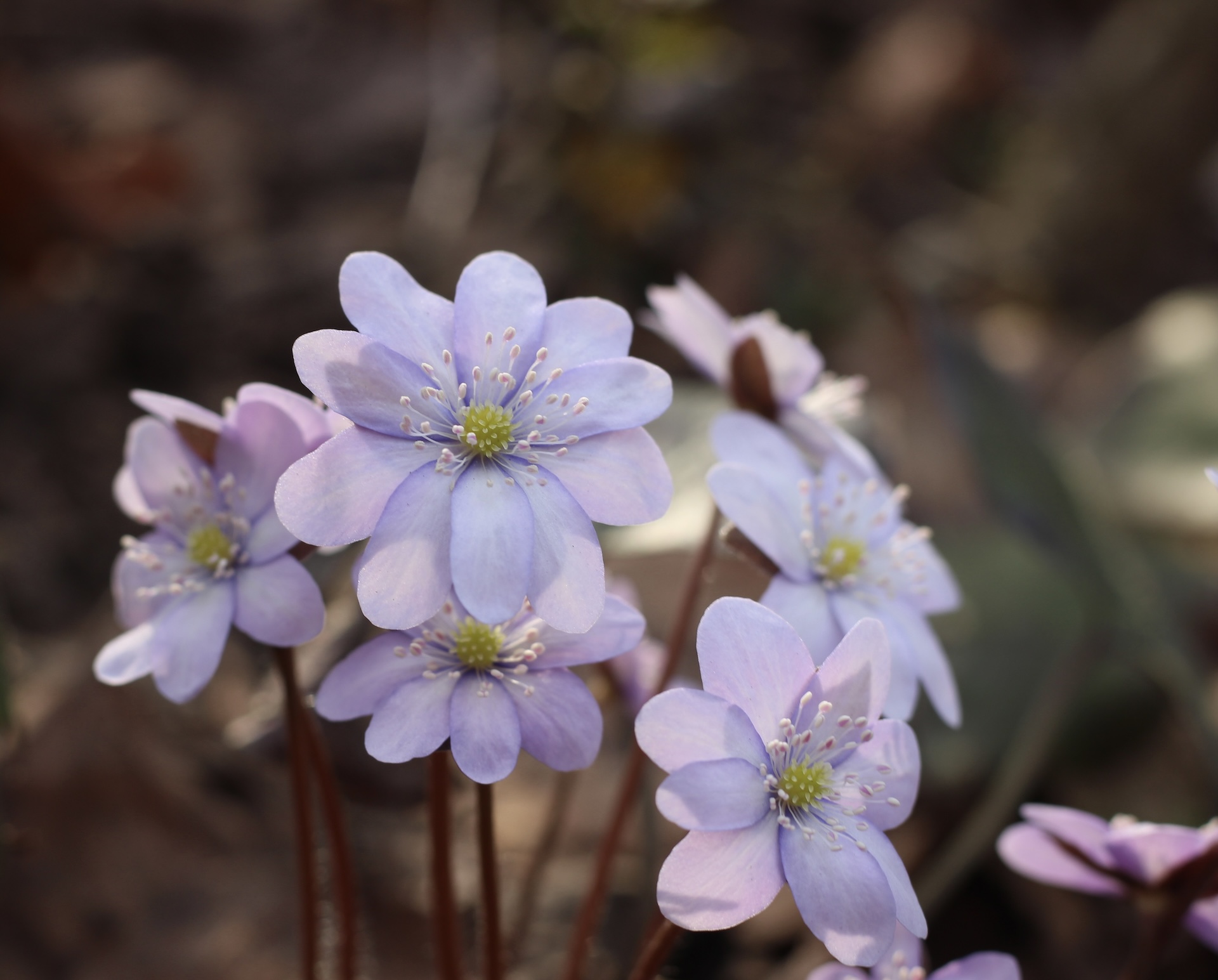 Hepatica nobilis mix / harilik sinilill mix – Sommerista