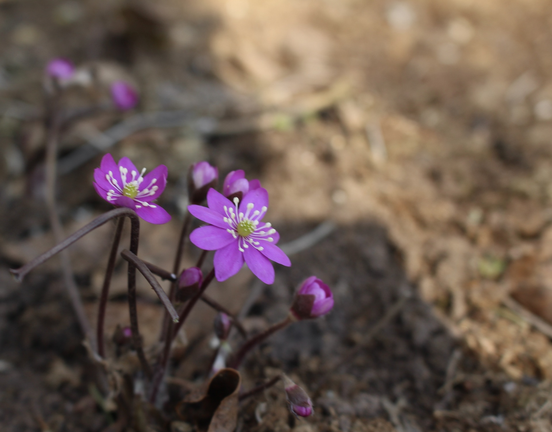 Hepatica nobilis / harilik sinilill roosa lihtõieline – Sommerista