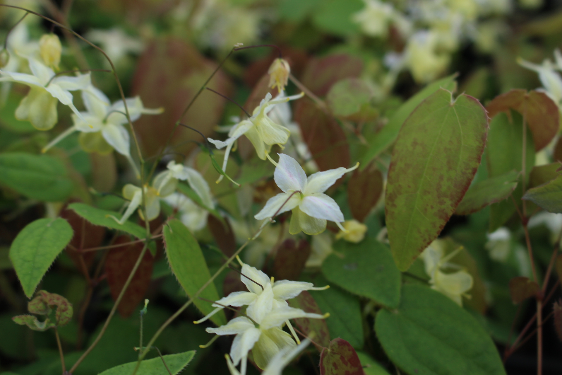 Epimedium 'Flowers of Sulphur' / haldjatiib 'Flowers of Sulphur' Sommerista