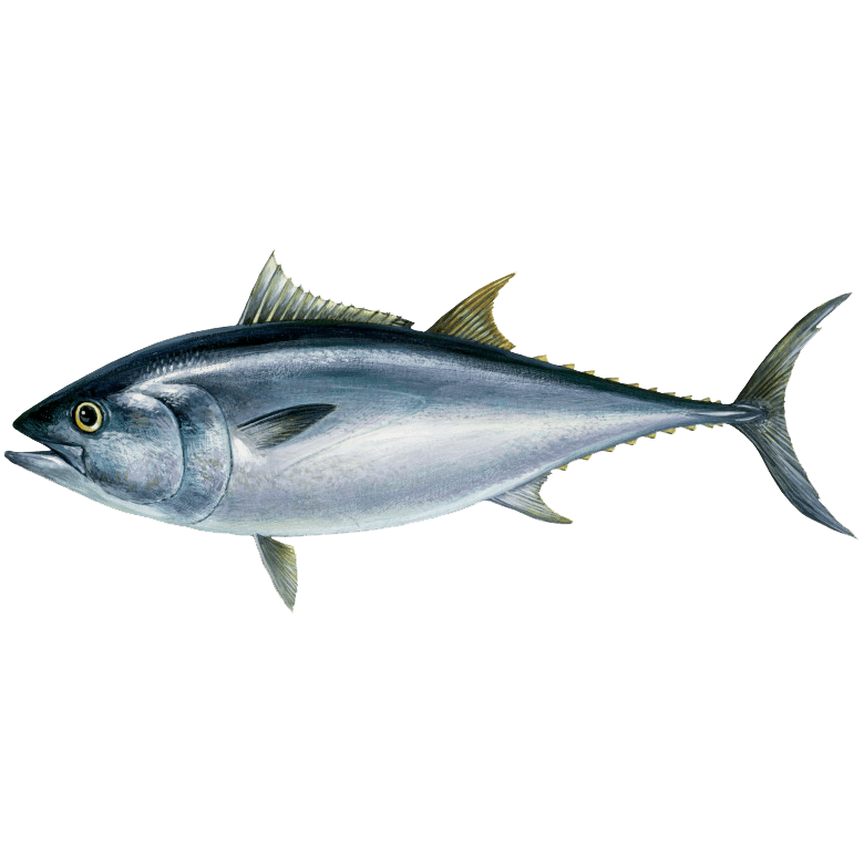 Tunzivs: zilā tunzivs