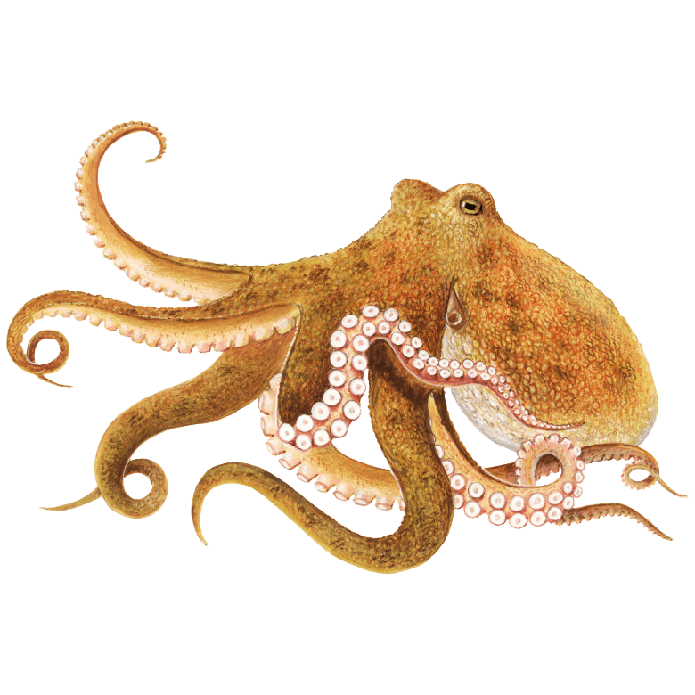 Galvkāji – astoņkāji