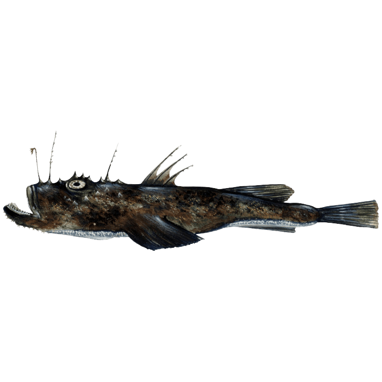 Makšķerniekzivs jeb jūrasvelns 