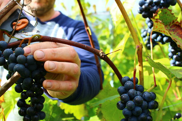 2021. aasta viinamarja korje Järiste Veinitalu